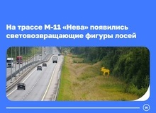 Они привлекают внимание водителей к участкам, где на дорогу могут выйти дикие животные.