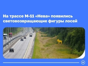 На М-11 «Нева» появились световозвращающие фигуры лосей